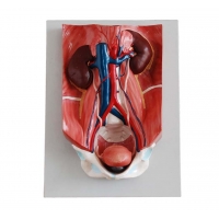 MYASKRO Urinary Anatomy Model Bundle