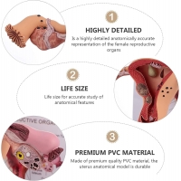 Uterus Ovary Anatomy Model With Extremely Precise Anatomical Details And Structures
