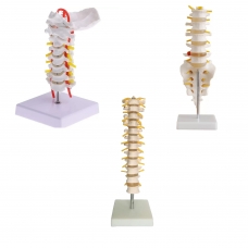 MYASKRO Vertebrae Anatomy Model Bundle (Cervical + Thoracic + Lumbar)