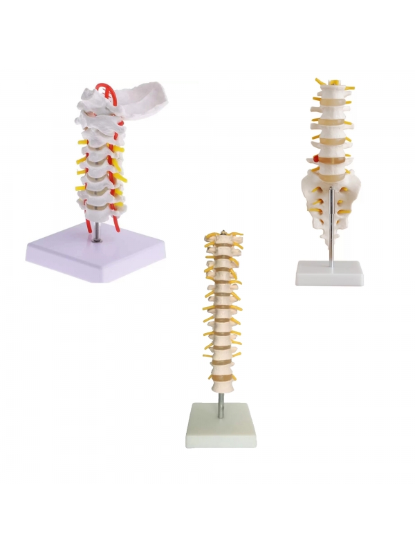 MYASKRO Vertebrae Anatomy Model Bundle (Cervical + Thoracic + Lumbar)