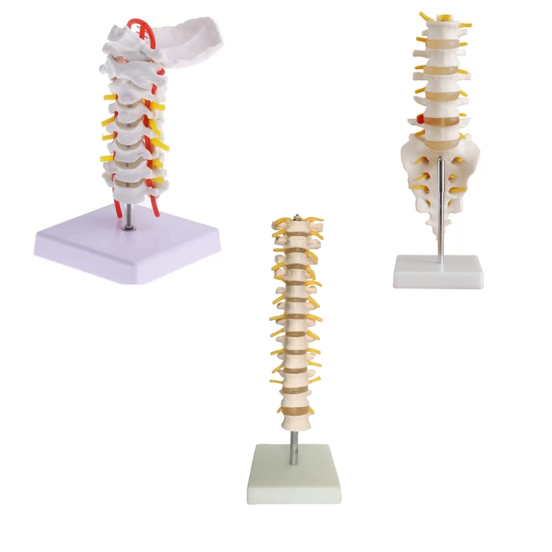 MYASKRO Vertebrae Anatomy Model Bundle (Cervical + Thoracic + Lumbar)