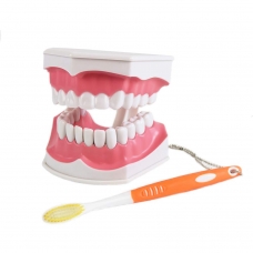 Dental Teaching Study Brushing Model with Toothbrush/Removable Lower Teeth