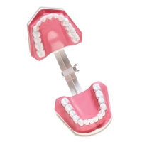 Dental Teeth With Toothbrush Model For Teaching/Studying Dental And Brushing Techniques