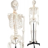 Articulated Skeletons