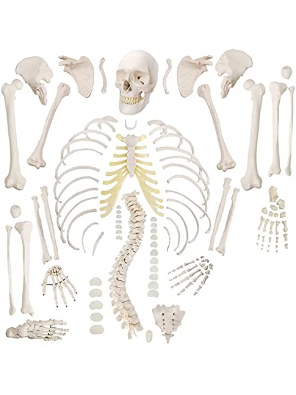 Boneset For Medical Students (MBBS) Bilateral, 96% Anatomical Accuracy, Premium Medical Grade Quality, Complete Disarticulated Human Skeleton Model