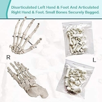 Boneset For Medical Students (MBBS) Bilateral, 96% Anatomical Accuracy, Premium Medical Grade Quality, Complete Disarticulated Human Skeleton Model