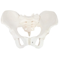 MYASKRO Female Pelvis Set — Basic Pelvis & Pelvis with Lumbar Segment