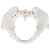 Female Pelvis Model For Teaching , Learning And Demonstration | 96% Anatomical Accuracy | Premium Quality