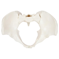 Female Pelvis Model For Teaching , Learning And Demonstration | 96% Anatomical Accuracy | Premium Quality