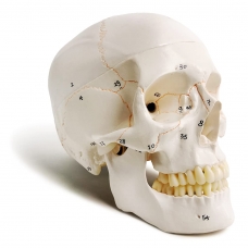Human Skull Model With Numbers, Highlighted Sutures And Study Manual - MYASKRO