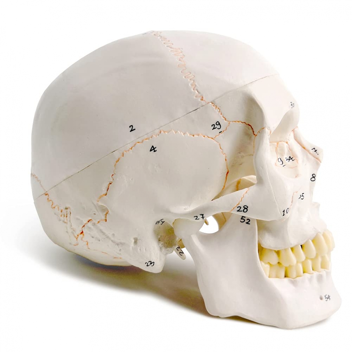 Human Skull Model With Numbers, Highlighted Sutures And Study Manual - Myaskro®