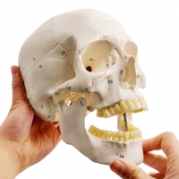 Human Skull Model With Numbers, Highlighted Sutures And Study Manual - Myaskro®