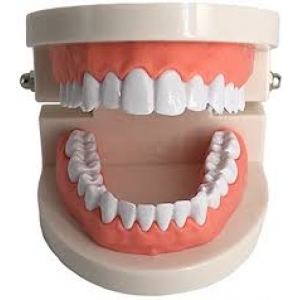 Dental models for students