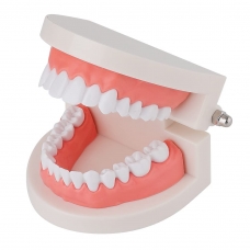 Dental Teeth Model ✮ Standard Typodont Demonstration ✮ Denture Model For Dental Teaching ✮ Clean Display ✮ Education and Study ✮ Premium Quality - MYASKRO