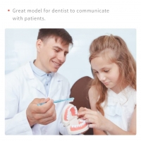 Dental Teeth Model (Premium Typodont Denture Model) For Dental Education By Myaskro®