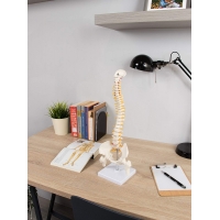 Human Spine Model 45cm Tall (Spinal/Vertebral Column Model) With Femur Heads - MYASKRO