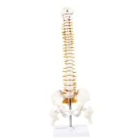 Human Spine Model 45cm Tall (Spinal/Vertebral Column Model) With Femur Heads - MYASKRO