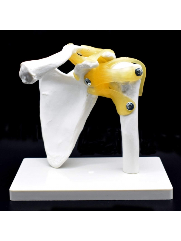Human Shoulder Joint Model With Flexible Ligaments to Show Movement, Anatomically Accurate, Orthopedic Model,(PVC Plastic)