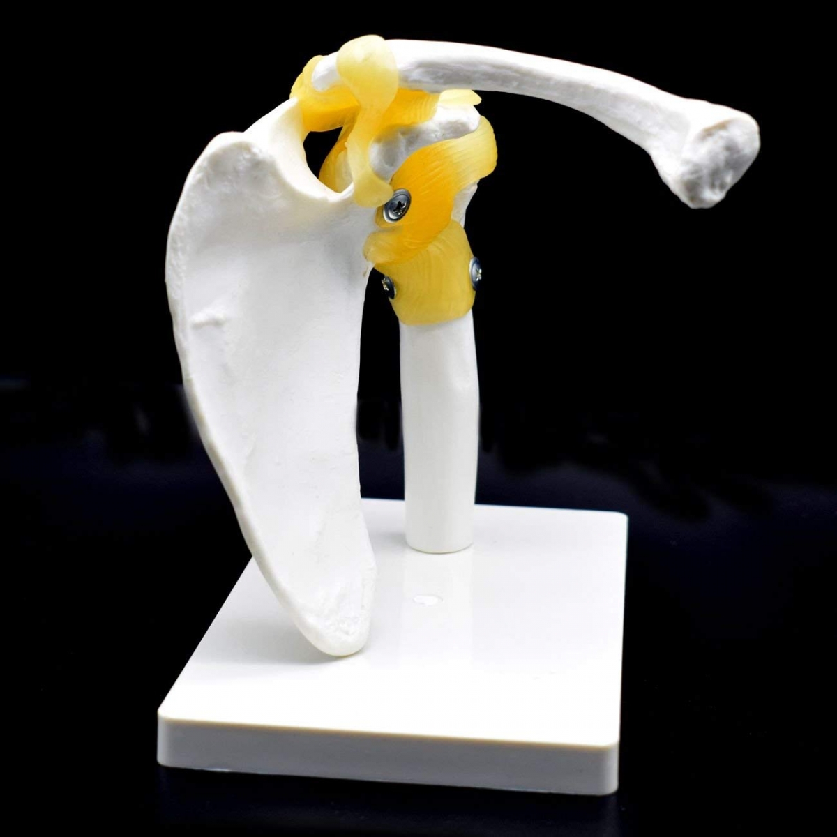 Shoulder Joint Model