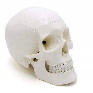 Skull Models