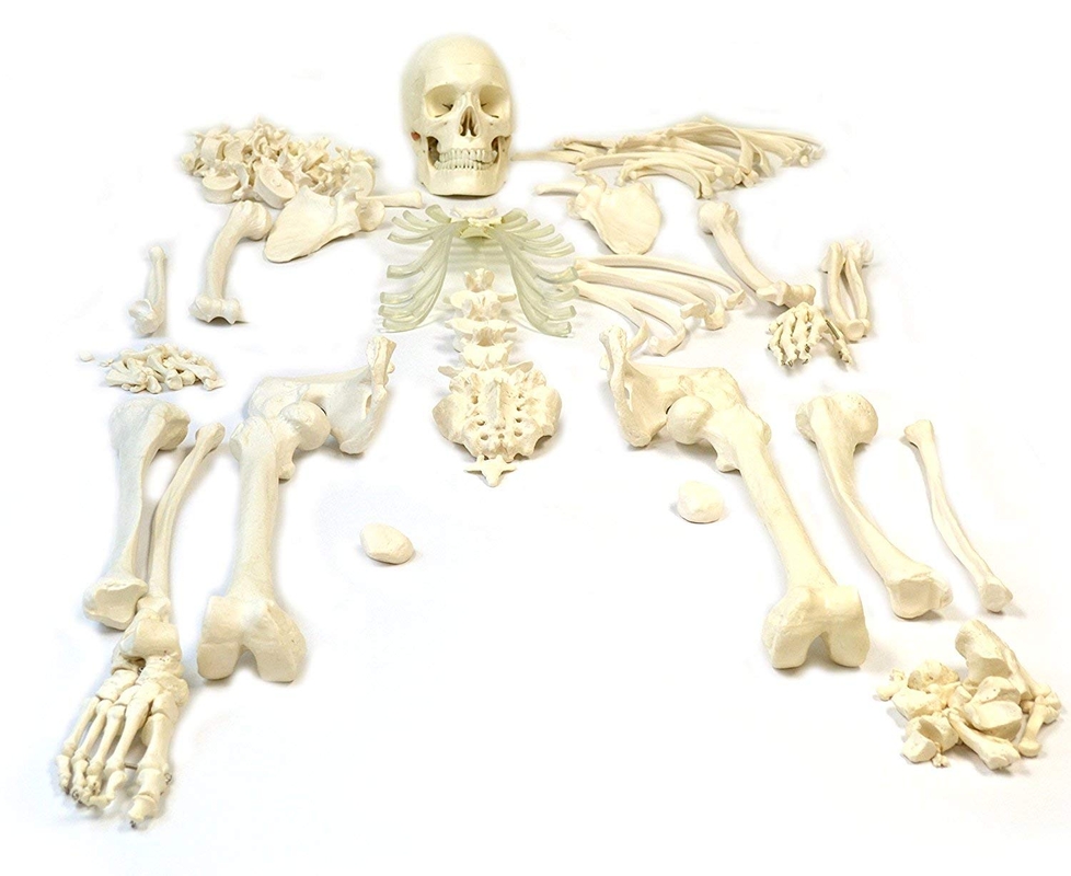 Bone Set For Medical Students (Bi-Lateral) - Anatomy Shop