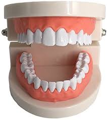 Dental models for students