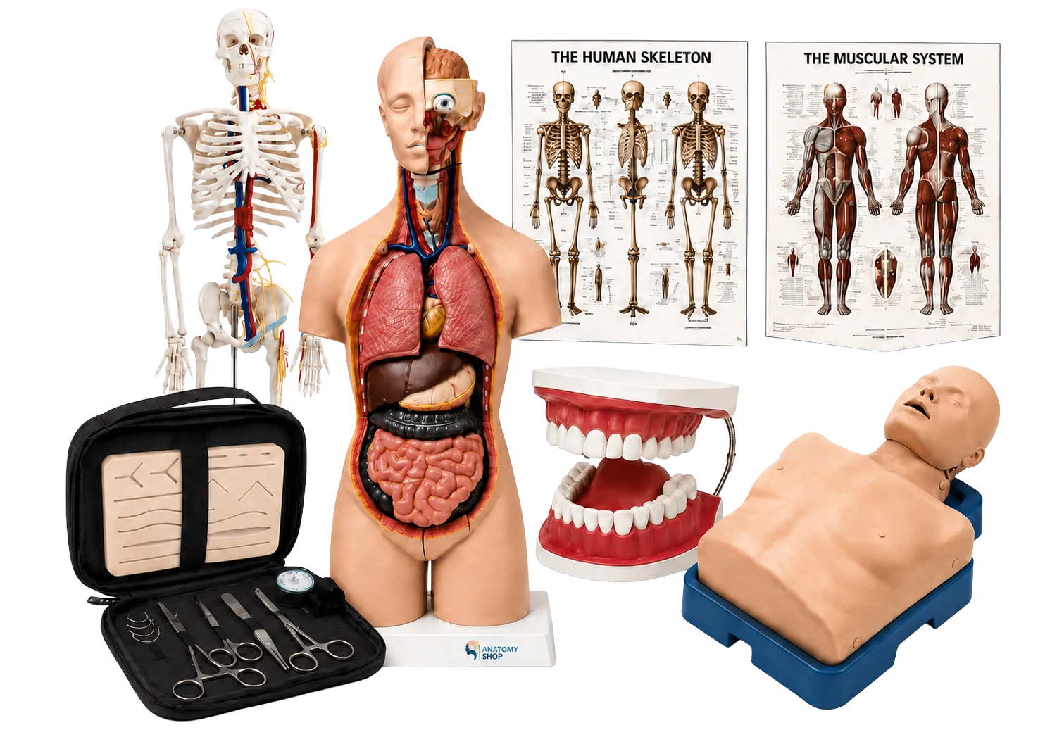 Anatomy models, charts and medical training products