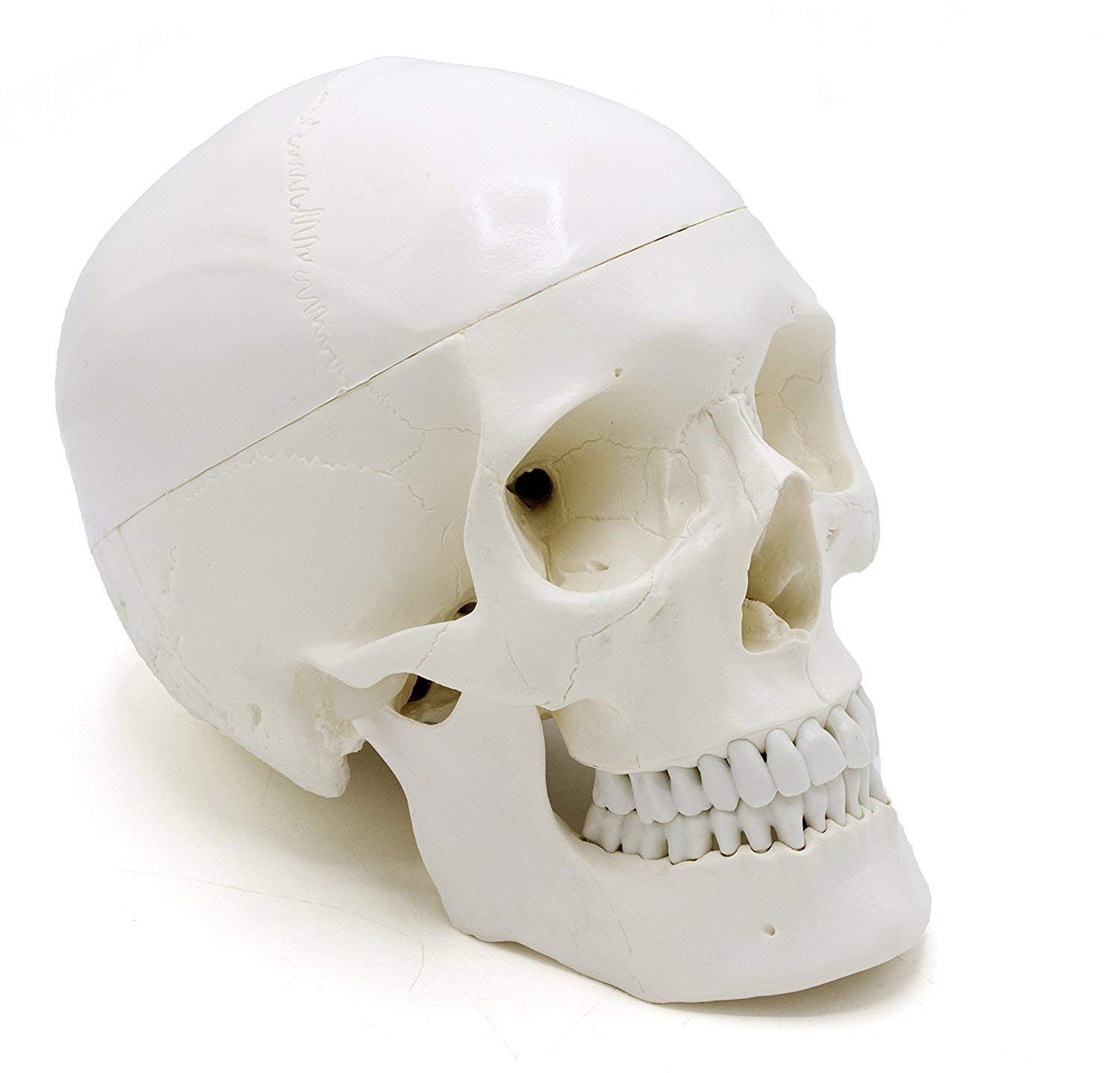 Skull Models