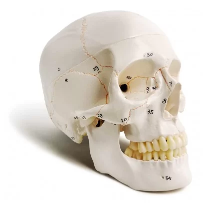 Human Skull Model With Numbers And Highlighted Sutures